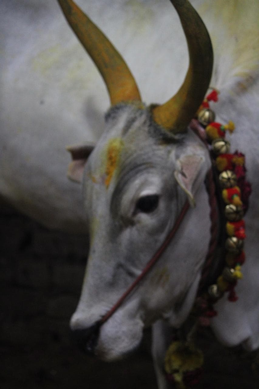 Go Pooja (Cow Worship)